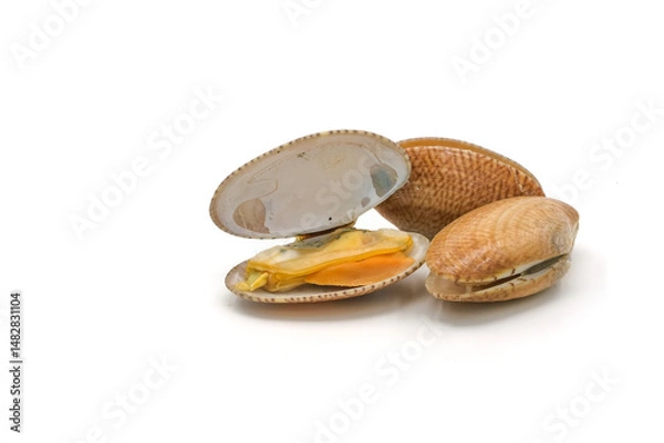 Fototapeta Closed up fresh baby clams. venus shell. shellfish. carpet clams. short necked clams. as raw food from the sea are the seafood ingredients. fresh clams Background.