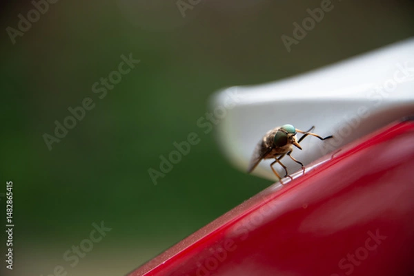 Obraz Ganz nah dran - Insekt auf einem Blütenblatt