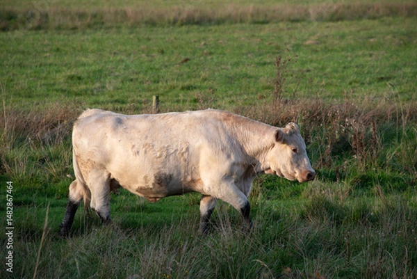 Fototapeta Weißes Rind, einzeln am Abend auf einer saftigen Weide