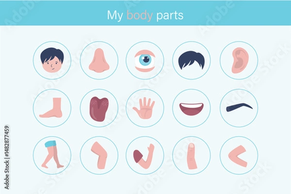 Obraz Preschool educational banner or poster, icons template. Set of boy body organs pictogram. Child or kid body parts for learning human anatomy.