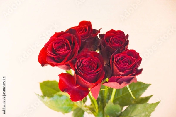 Fototapeta 赤いばら