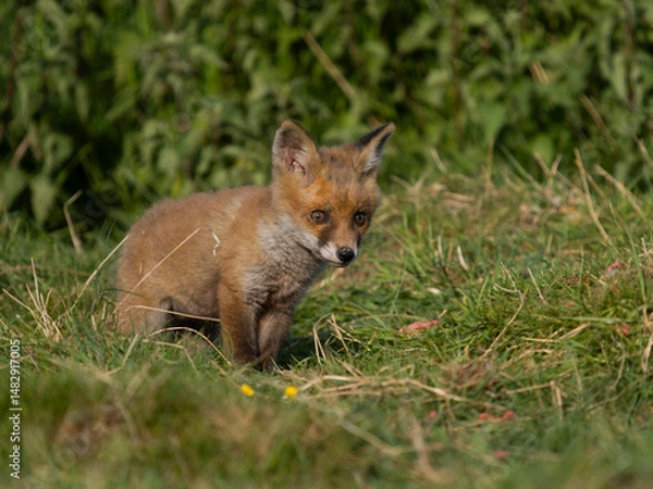 Fototapeta Red fox, Vulpes vulpes