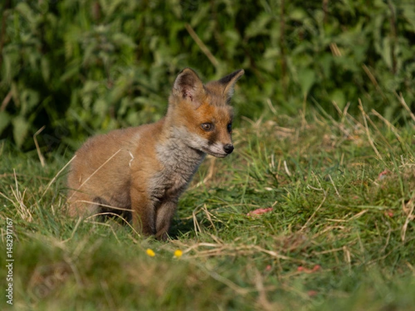 Fototapeta Red fox, Vulpes vulpes