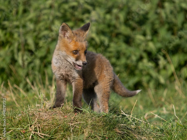 Fototapeta Red fox, Vulpes vulpes