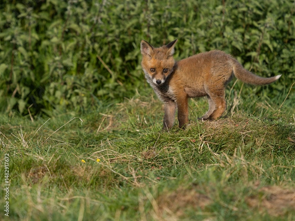 Fototapeta Red fox, Vulpes vulpes