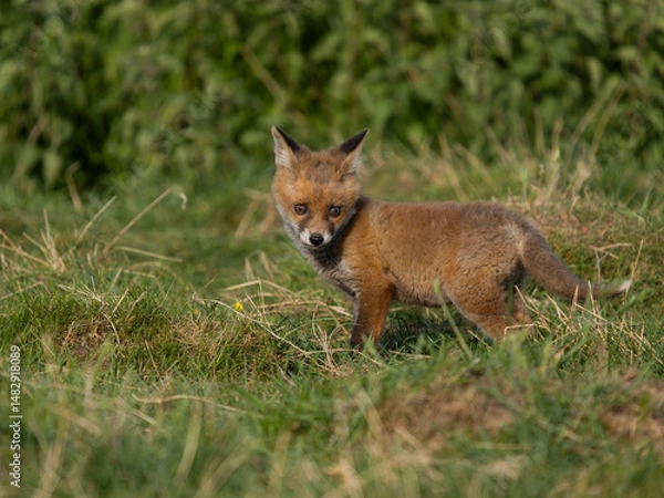 Fototapeta Red fox, Vulpes vulpes