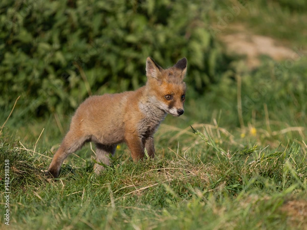 Fototapeta Red fox, Vulpes vulpes