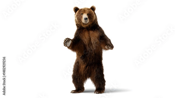 Obraz A brown bear standing on a white background
