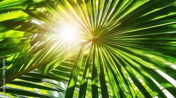 Fototapeta Sunlight Filtering Through Vibrant Green Tropical Palm Leaves