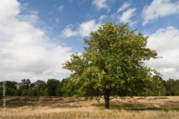Obraz Baum der Heide