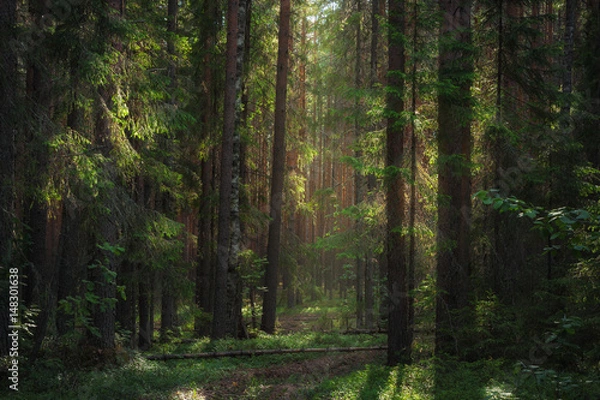 Fototapeta Światło słoneczne oświetla ścieżkę w gęstym lesie