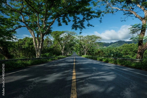 Fototapeta Beautiful road under tree tunnel in countryside.  Road background.