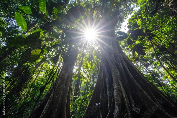 Obraz Sunlight Streaming Through Lush Green Rainforest Canopy