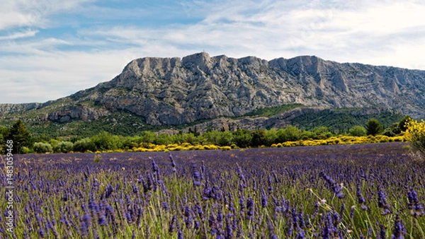Obraz Lavande Sainte victoire