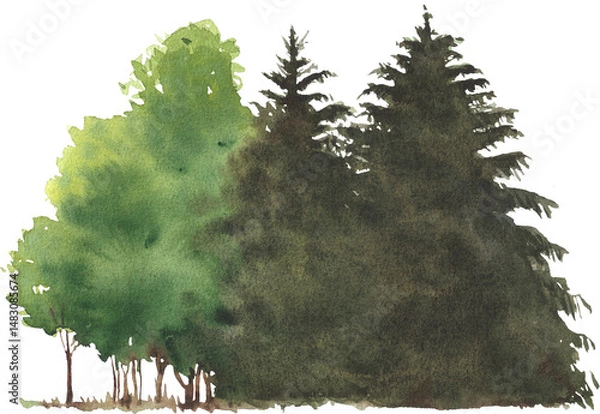 Fototapeta Hand Painted Watercolor Forest Tree Line