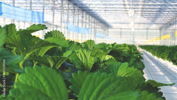 Fototapeta Lush green strawberry leaves growing in rows inside a high-tech greenhouse. Healthy foliage under controlled lighting and temperature for optimal growth.