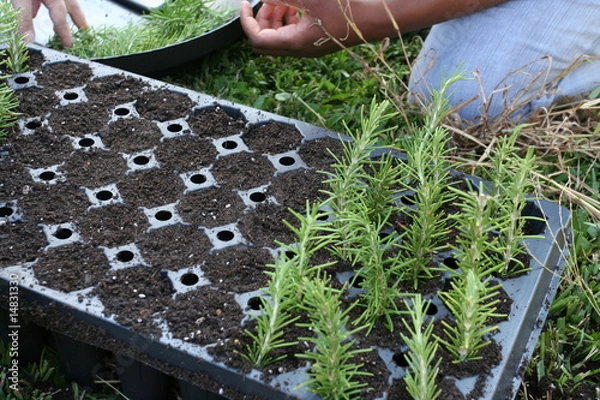 Obraz propagating rosemary