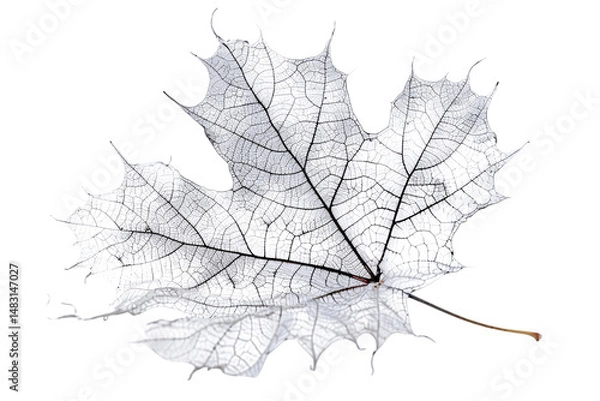 Fototapeta Translucent Autumn Leaf Skeleton on White Background Varient 2