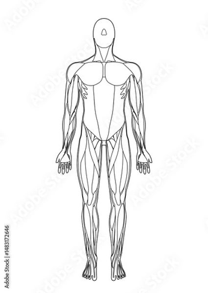Fototapeta 筋肉解剖図　前面　線画