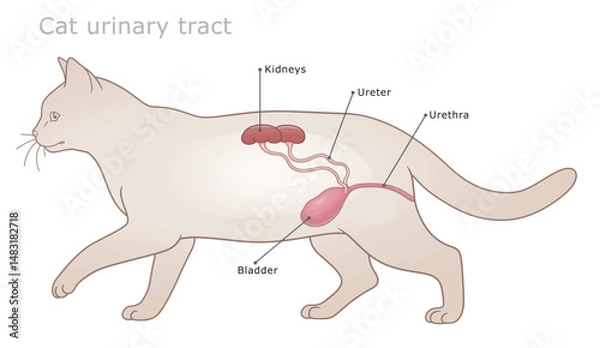 Fototapeta Vector labeled veterinarian diagram of cat`s urinary tract.