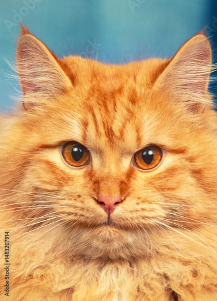 Obraz Portrait of a cute red long haired cat with orange eyes. Vertical photo