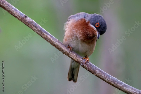 Fototapeta Eastern subalpine warbler isolated on a branch of tree. Is a small typical warbler which breeds in the southernmost areas of Europe. Copy space. Curruca cantillans.