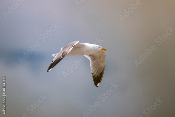 Fototapeta Yellow leggend gull in flight. Big white, gray and black bird.Gull on skay air. Copy space. Cloudy sky.