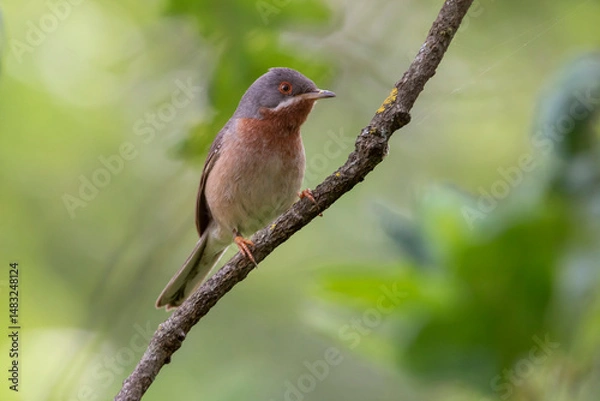 Fototapeta Eastern subalpine warbler isolated on a branch of tree. Is a small typical warbler which breeds in the southernmost areas of Europe. Copy space. Curruca cantillans.