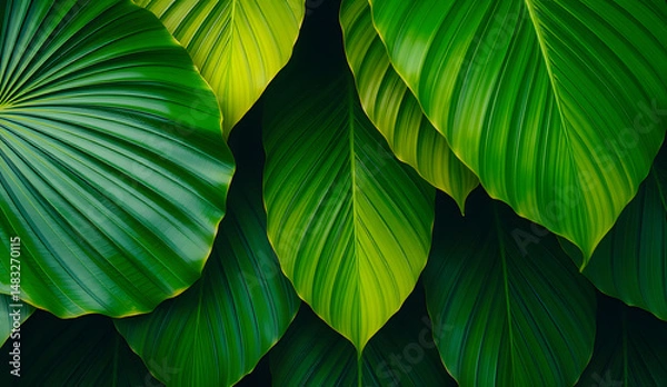 Fototapeta Desktop wallpaper of large tropical green leaves, perfect for nature lovers, environmentalists, or anyone wanting a calming, organic background for their computer screen