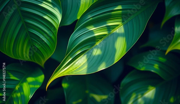 Fototapeta Desktop wallpaper of large tropical green leaves, perfect for nature lovers, environmentalists, or anyone wanting a calming, organic background for their computer screen