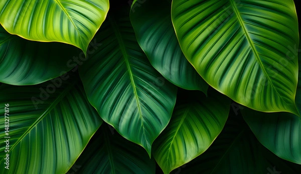 Fototapeta Desktop wallpaper of large tropical green leaves, perfect for nature lovers, environmentalists, or anyone wanting a calming, organic background for their computer screen