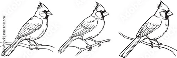 Obraz Cardinal bird on branch vector silhouette, Bird on a branch line art, Vector illustration