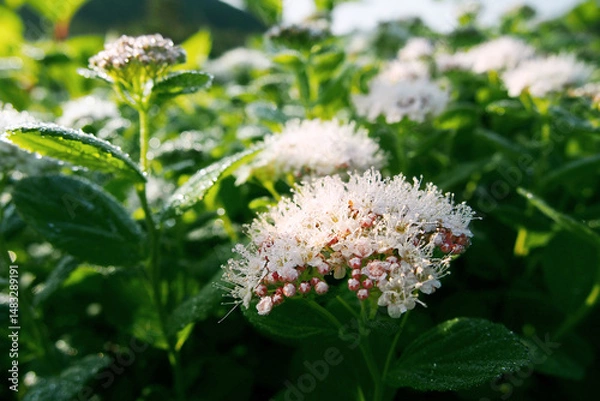 Obraz 朝露に濡れたマルバシモツケの花