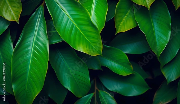 Fototapeta Desktop wallpaper of large tropical green leaves, perfect for nature lovers, environmentalists, or anyone wanting a calming, organic background for their computer screen