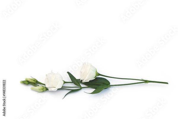 Obraz Weiße Rose auf weißem Hintergrund