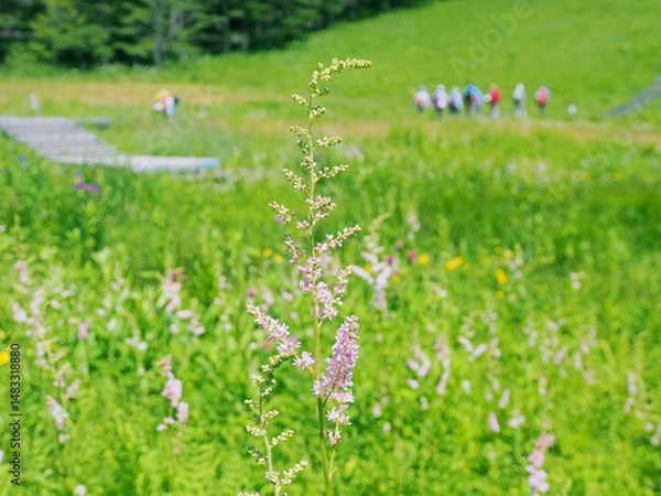 Obraz 花咲く草原を歩く人々