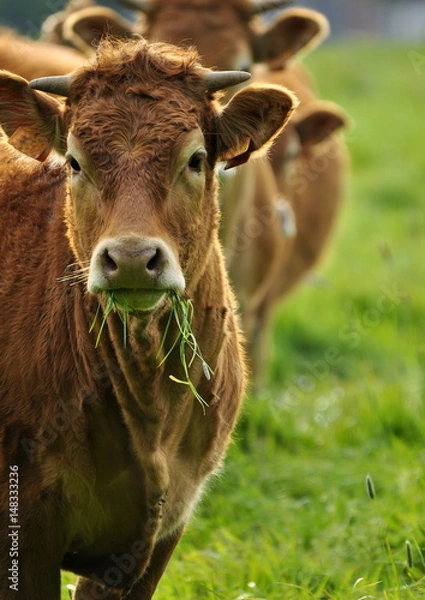 Obraz Veaux dans la prairie 