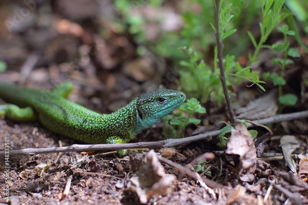 Obraz Lizard in the woods