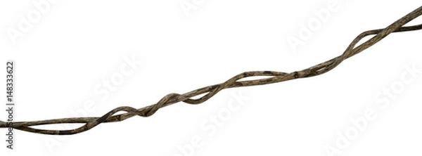 Fototapeta Twisted wild liana jungle vine isolated on white background, clipping path included