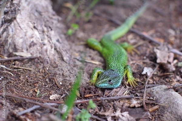 Obraz Lizard in the woods