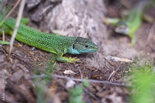 Obraz Lizard in the woods