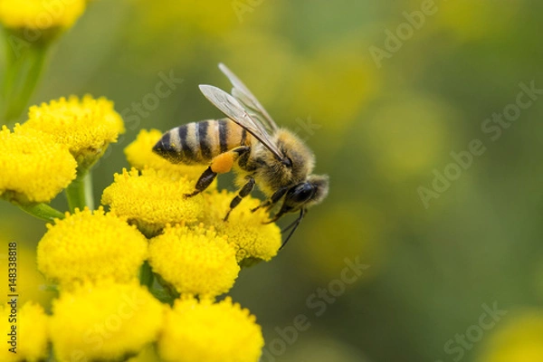 Fototapeta Close-Up Of Bee Collecting Pollen From Yellow Flower