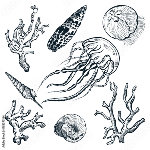 Fototapeta Hand-drawn vector sketch of jellyfish, seashells, and corals. Marine design elements. Underwater tropical sea collection