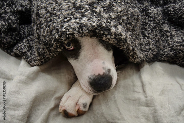 Obraz Dog afraid because of fireworks or sick American staffordshire puppy wrapped with a warm blanket. Separation anxiety disorder concept
