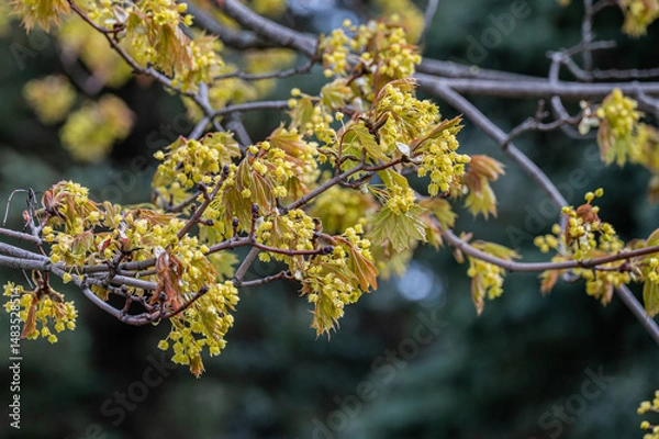 Fototapeta Springtime blurred background with new spring growth and flowers on maple tree.