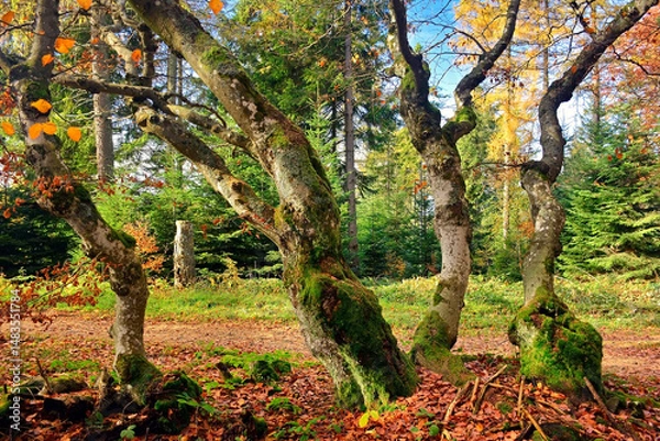 Fototapeta Twisted trees  and braided patterns in autumn forest.