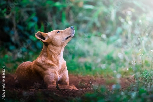 Fototapeta A beautiful stray dog rests calmly in the wild bush, its gentle expression and weathered features telling a story of resilience; sharp focus captures the peaceful moment against a softly blurred natur