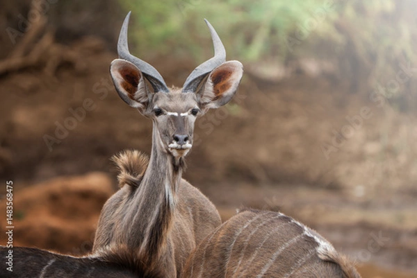 Fototapeta A Kudu juvenile bull lifts its head in alertness, scanning the surroundings for potential threats; sharp focus highlights its youthful features and keen gaze against the natural backdrop.