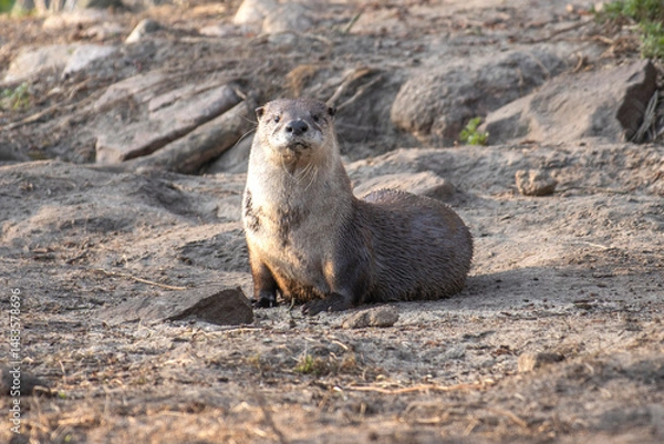 Obraz Otter