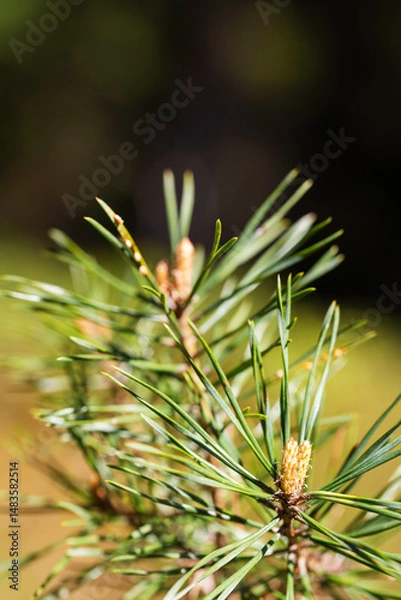 Fototapeta Macro photo of young pine tree branch with bright green needles and new growth on soft forest background, spring natural renewal concept, vertical botanical texture for nature themes and eco branding